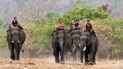Приручение слонов – традиционный промысел народности М’Нонг - ảnh 2